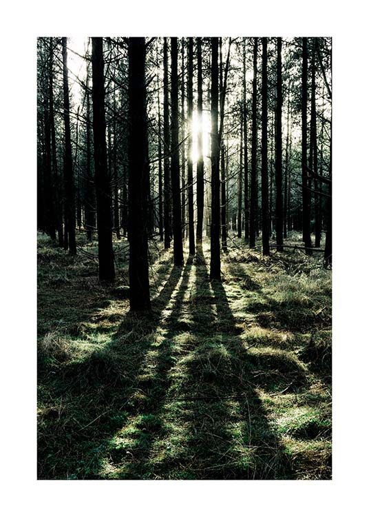  – Fotografi av en solrik skog med solskinn som kommer inn mellom trærne