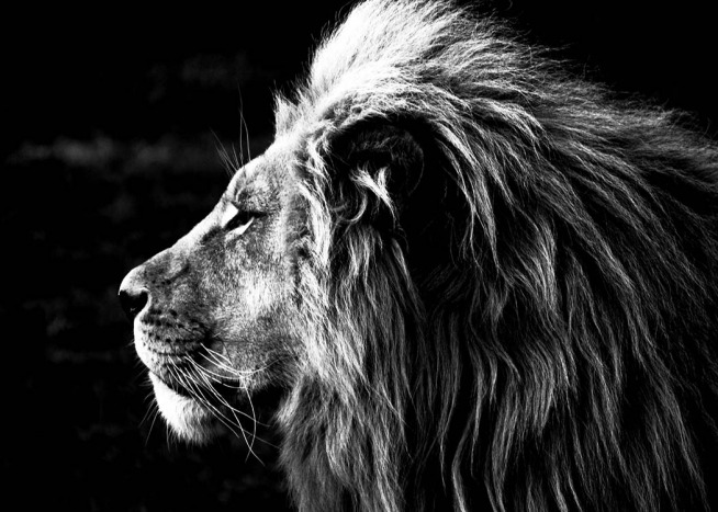 Lion B&W Plakat