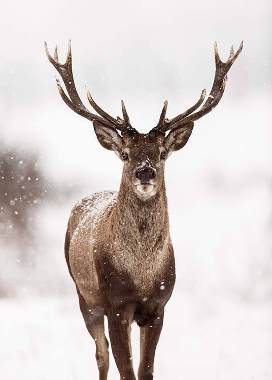  – Fotografi av en hjort omgitt av snø og et vinterlandskap