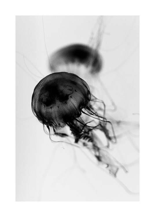 Floating Jelly Fish Plakat
