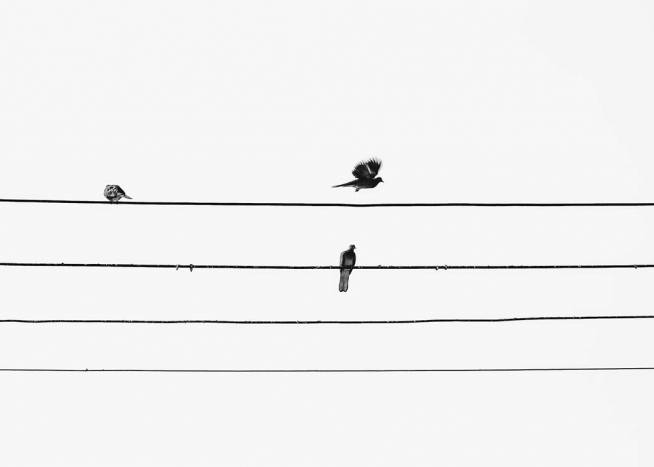 Birds On The Wire Plakat / Svarthvitt hos Desenio AB (3105)