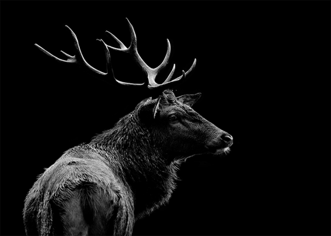 Deer Black Plakat