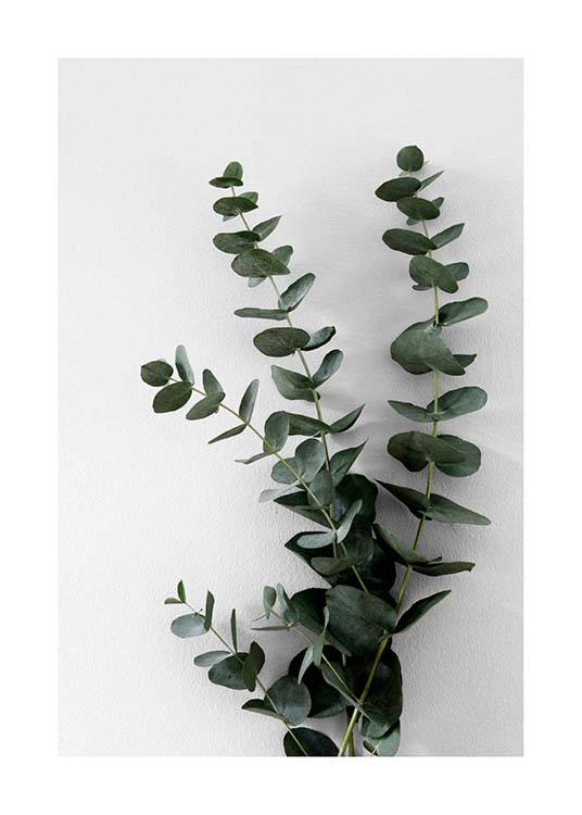  – Fotografi av eukalyptusgrener med grønne blader mot en grå bakgrunn