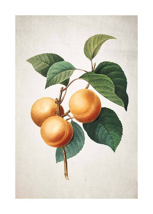 Apricot Plakat