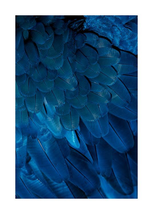 Deep Blue Feathers Plakat / Fotokunst hos Desenio AB (3538)