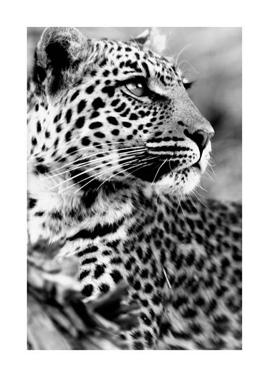 Leopard Plakat / Svarthvitt hos Desenio AB (3541)