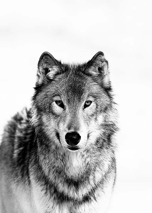 Wolf B&W Plakat