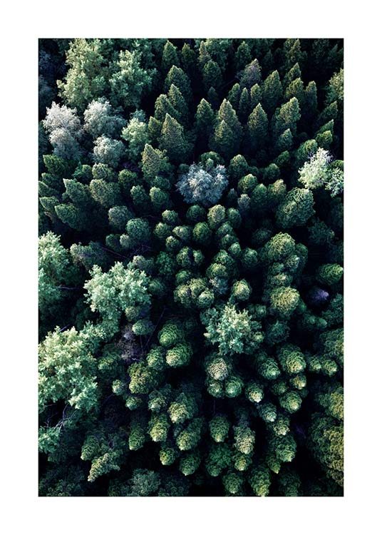 Forest Aerial Plakat / Naturmotiv hos Desenio AB (3576)