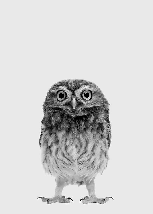 The Little Owl Plakat