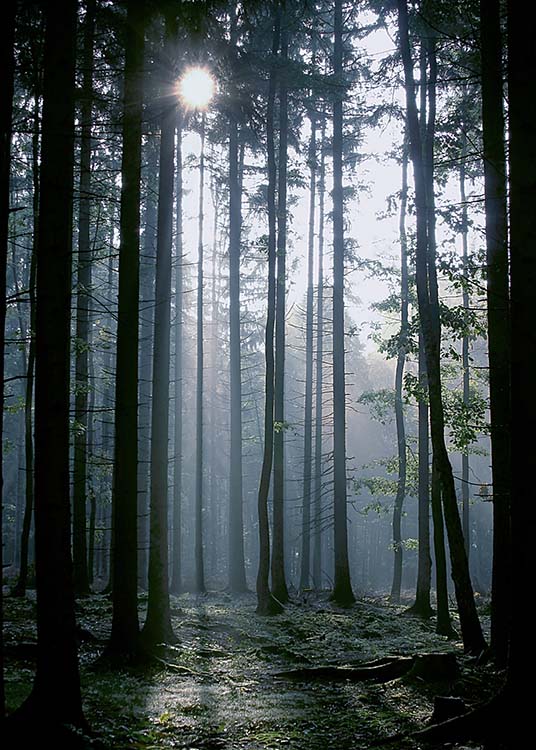 Forest Sunrise Plakat