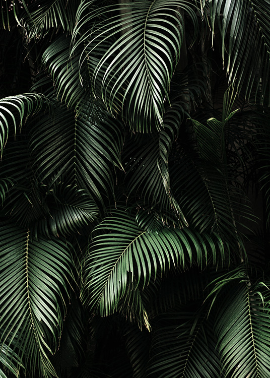 Dark Green Palm Leaves No2 Plakat