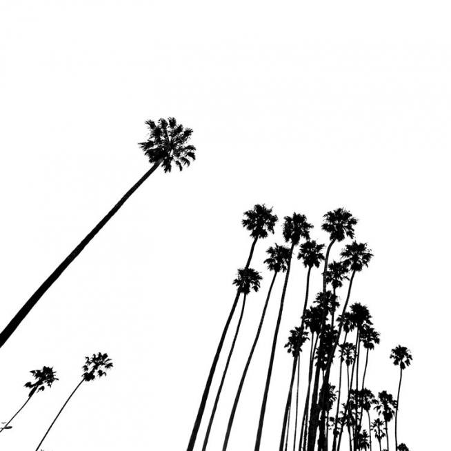 Venice Beach Palm Trees No2 Plakat / Svarthvitt hos Desenio AB (3777)