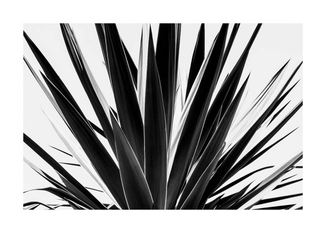Agave B&W Plakat