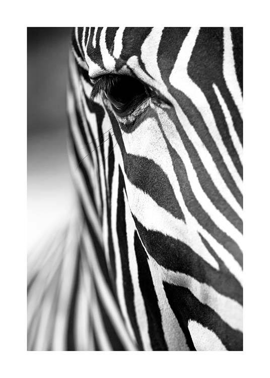 Zebra Close Up Plakat / Svarthvitt hos Desenio AB (3855)