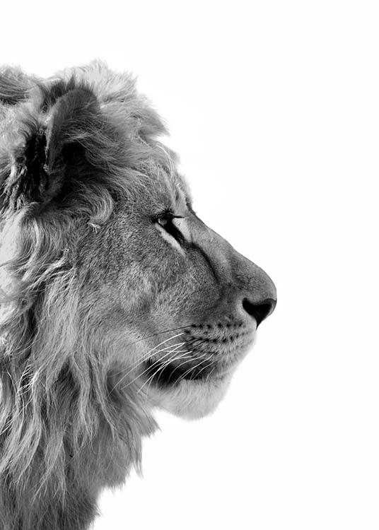  – Svarthvitt-fotografi av en løve sett fra siden