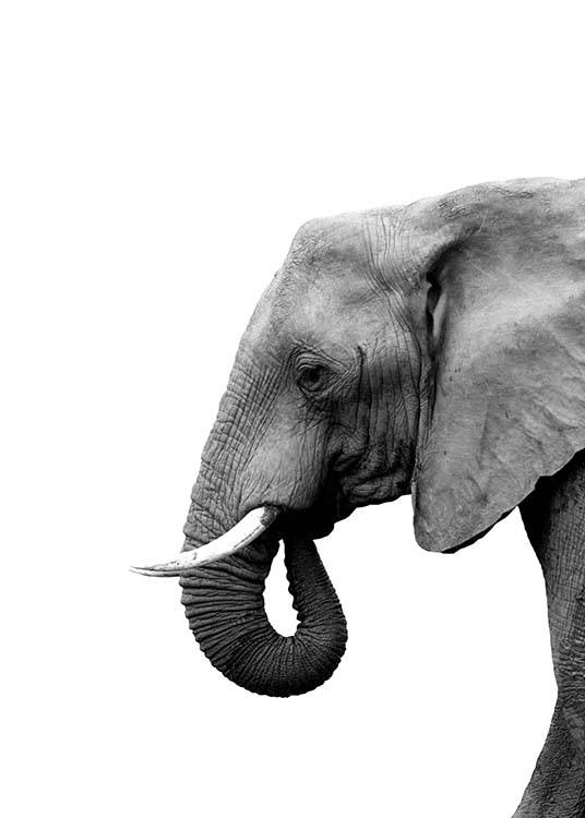 Elephant From Side Plakat / Svarthvitt hos Desenio AB (3893)