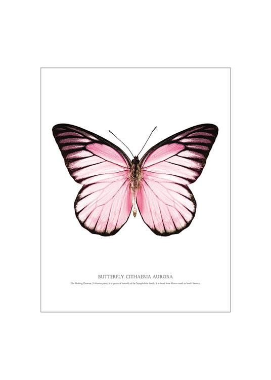 Butterfly Pink, White Background Plakat  / Tekstplakater hos Desenio AB (7461)