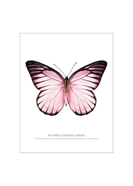 Butterfly Pink, White Background Plakat 