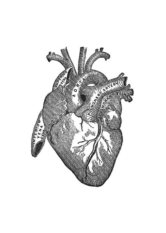 Heart Anatomy, Plakater