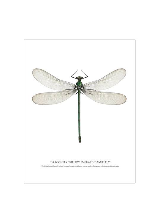 Dragonfly White, Plakat