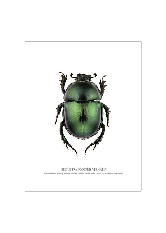 Beetle White, Plakat
