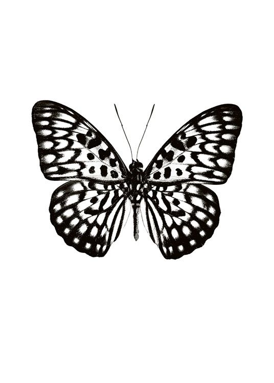 Butterfly Black And White, Plakat