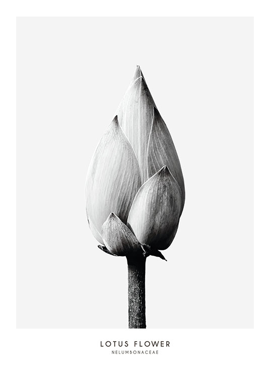 Lotus Flower, Plakat / Botaniske hos Desenio AB (7936)