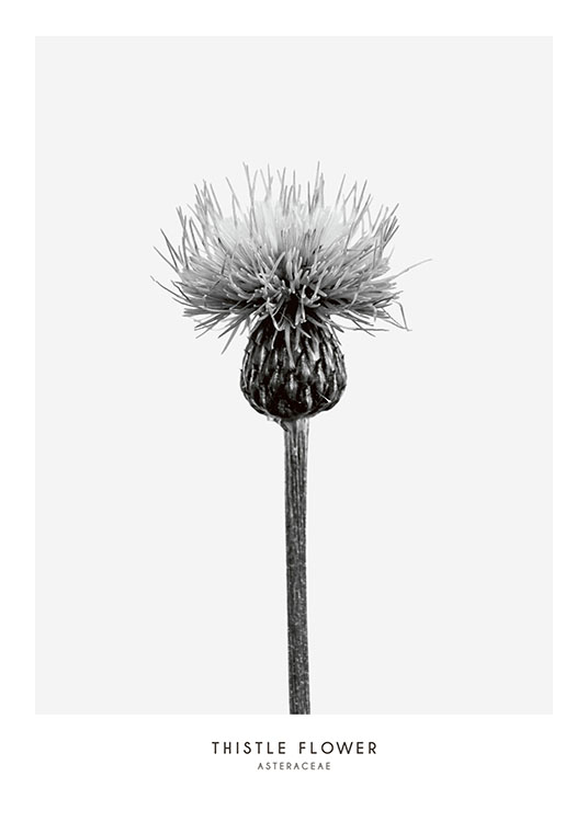 Thistle Flower, Plakat / Svarthvitt hos Desenio AB (7937)