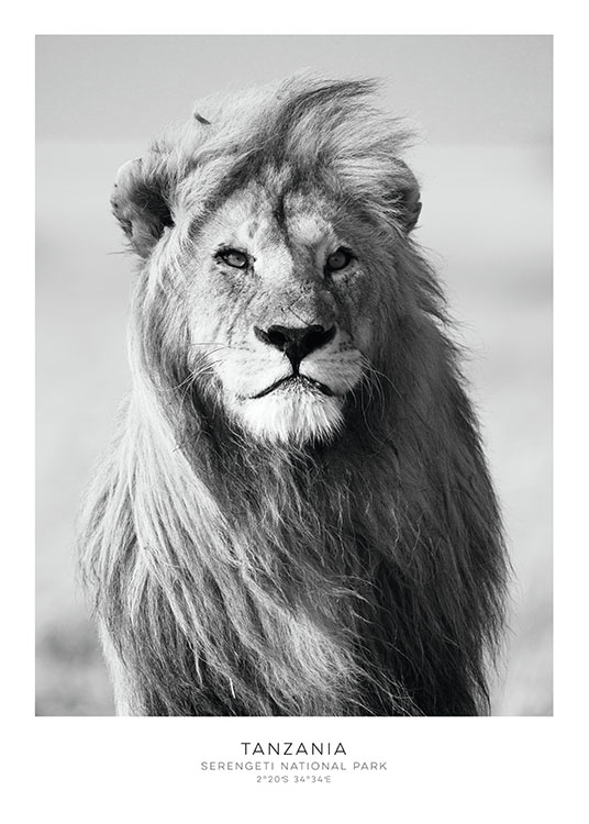  – Svarthvitt-fotografi av en løve sett fra forsiden