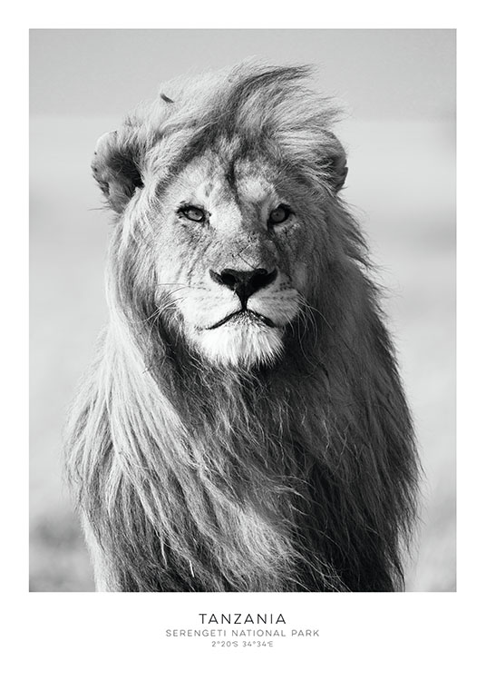 Lion, Plakat
