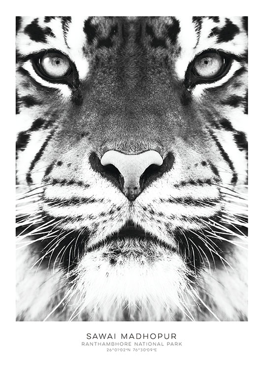 Tiger, Plakat / Svarthvitt hos Desenio AB (7950)