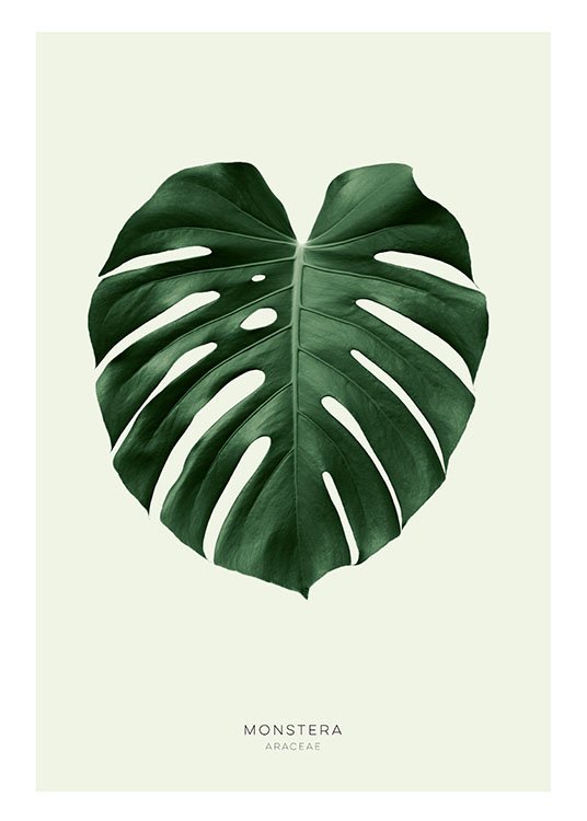 Green Monstera, Plakat / Botaniske hos Desenio AB (8147)