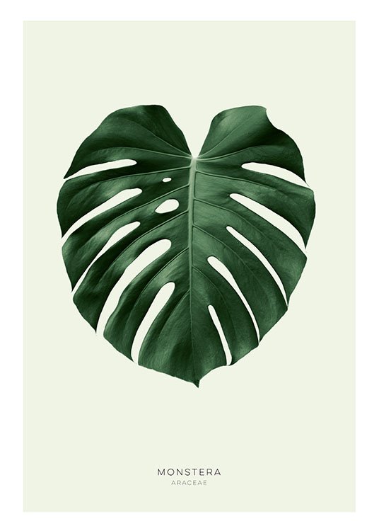 Green Monstera, Plakat