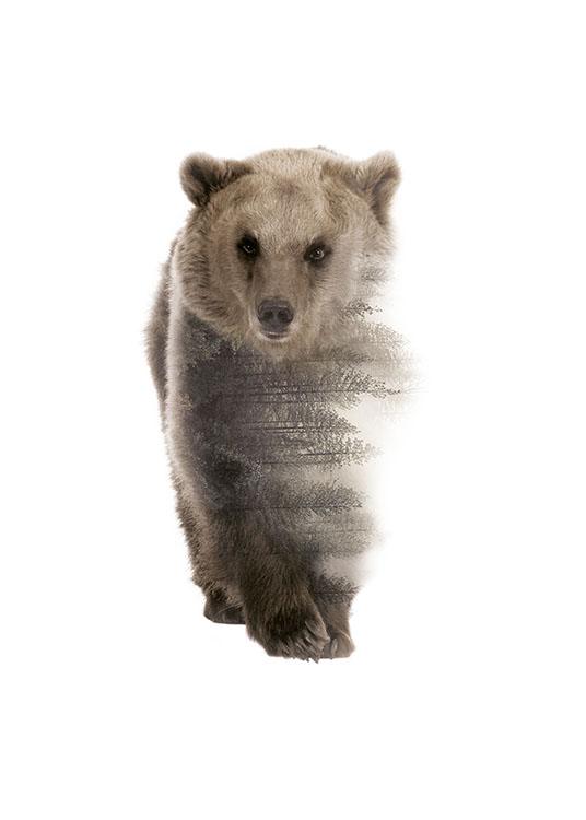 Forest Bear, Plakat / Naturmotiv hos Desenio AB (8157)