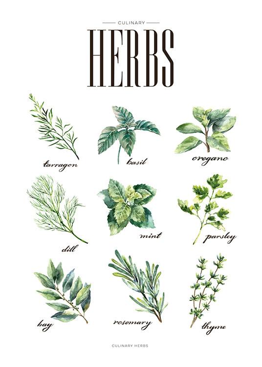 Herbs Green, Plakat / Kjøkkenplakater hos Desenio AB (8230)