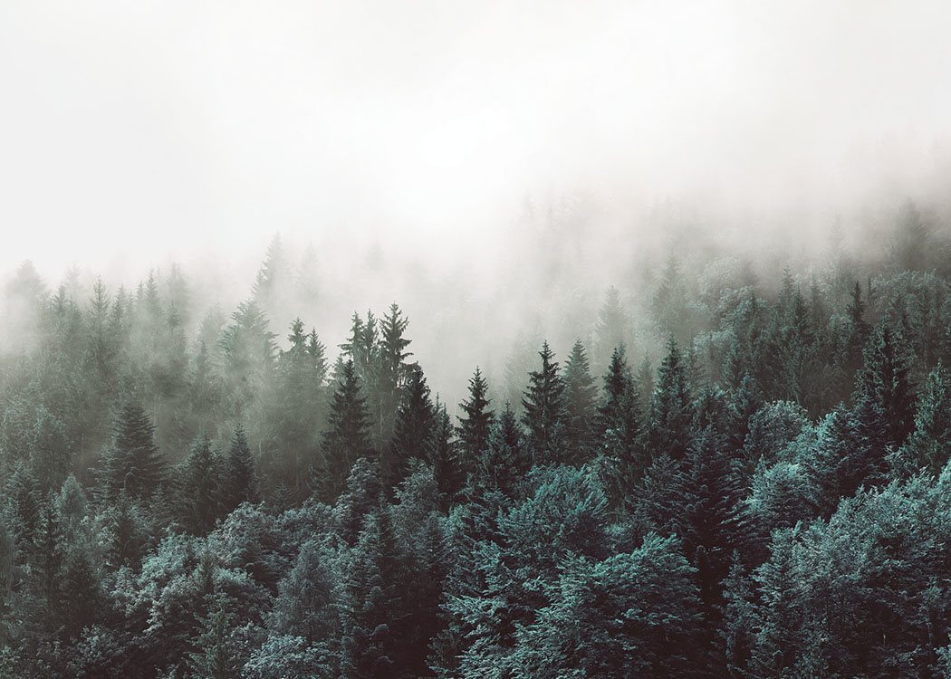  – Fotografi av et skoglandskap der tretoppene er dekt av tåke