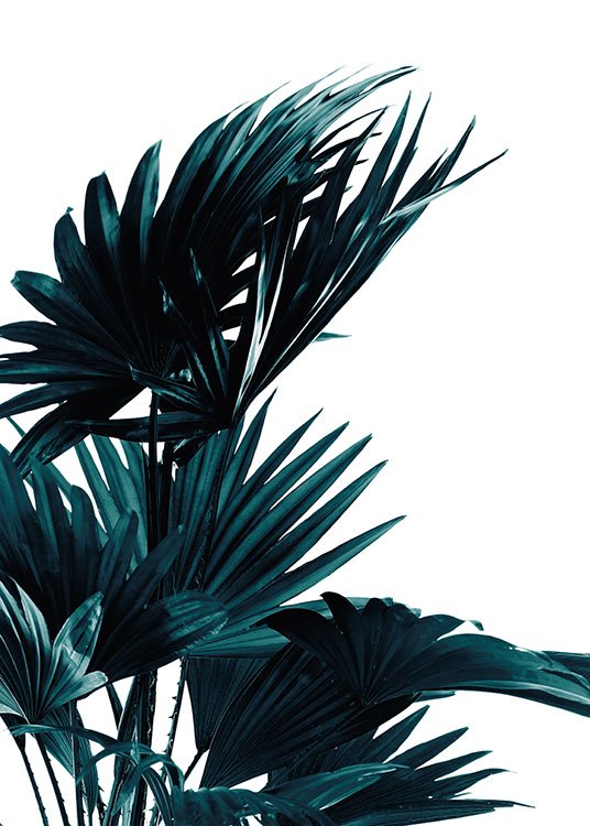 Palm Leaves, Poster / Botaniske hos Desenio AB (8318)