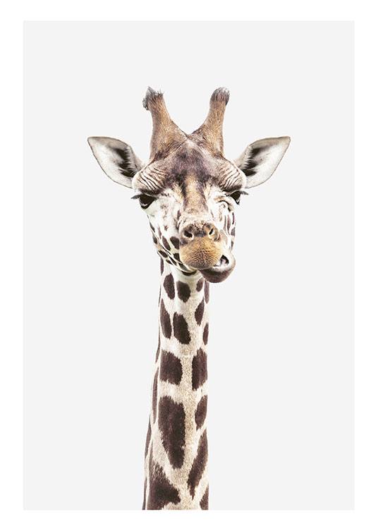 Baby Giraffe, Plakat / Giraffer hos Desenio AB (8358)