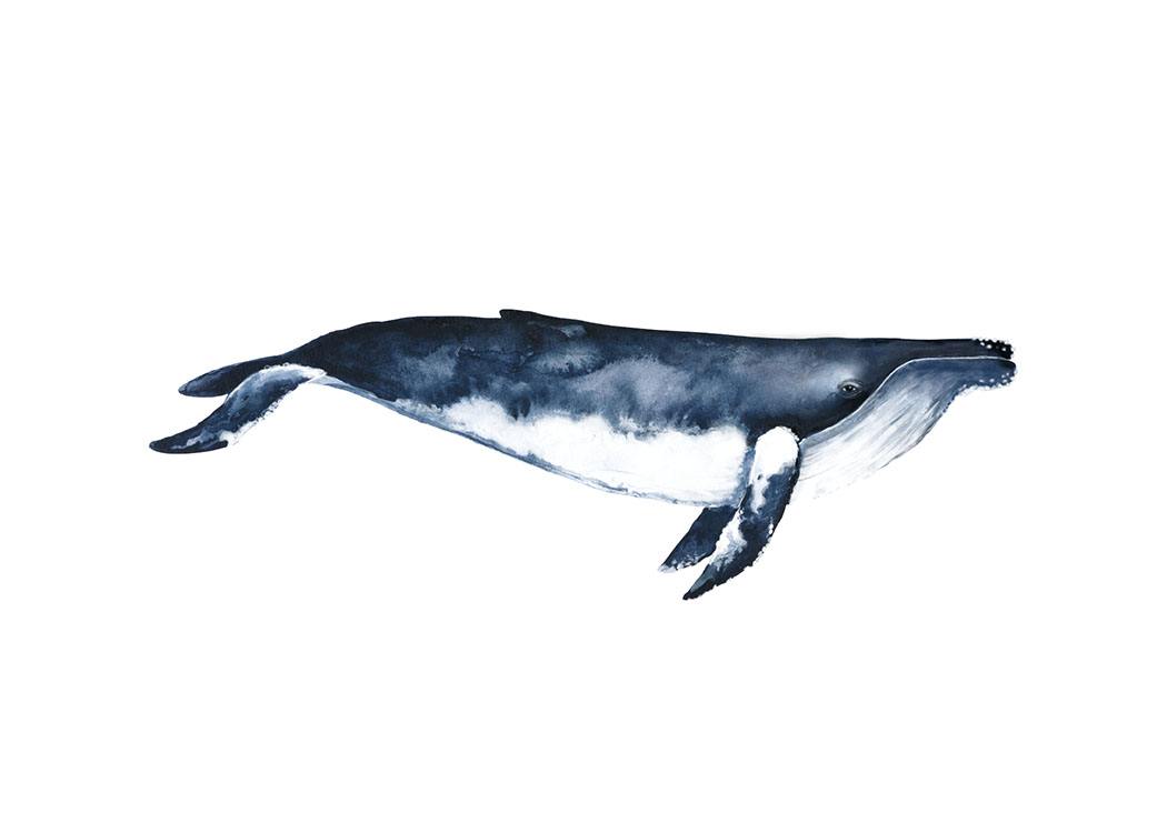 Humpback Whale, Plakat / Illustrasjoner hos Desenio AB (8416)