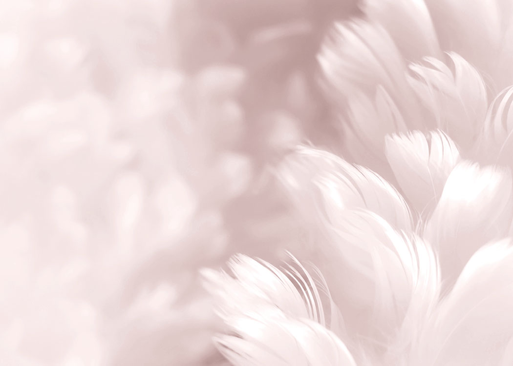 Fluffy Pink Feathers, Plakat / Fotokunst hos Desenio AB (8512)