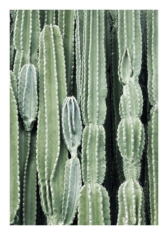 Cactus, Plakat / Fotokunst hos Desenio AB (8539)