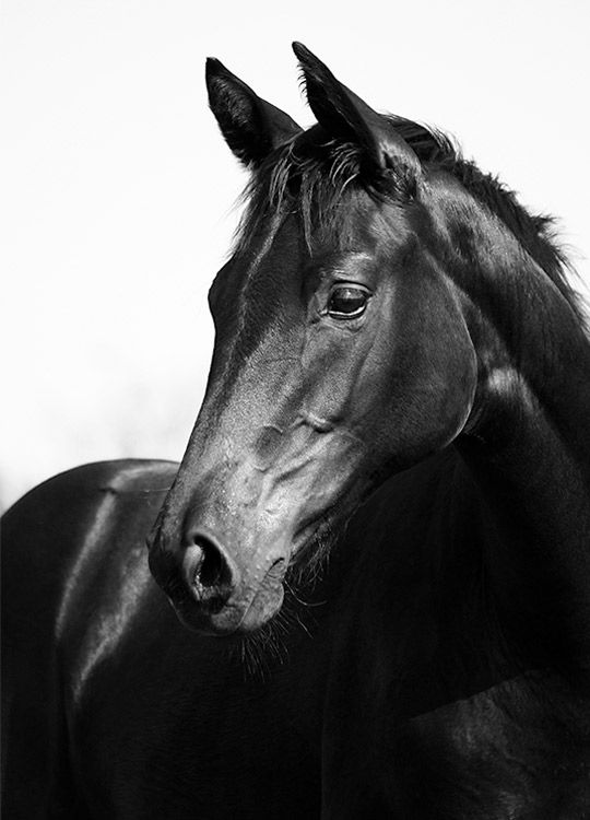 Black Stallion, Plakat / Fotokunst hos Desenio AB (8575)