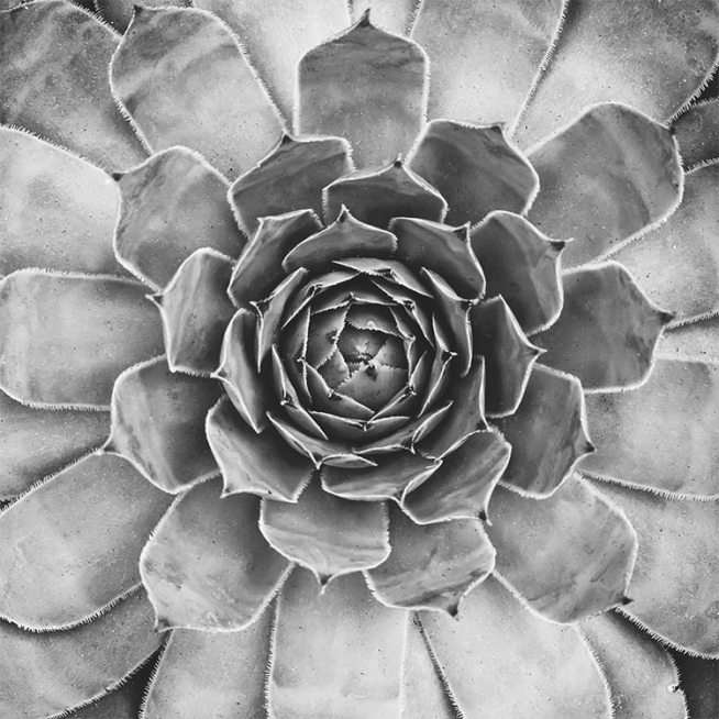 B&W Cactus Plant, Plakat