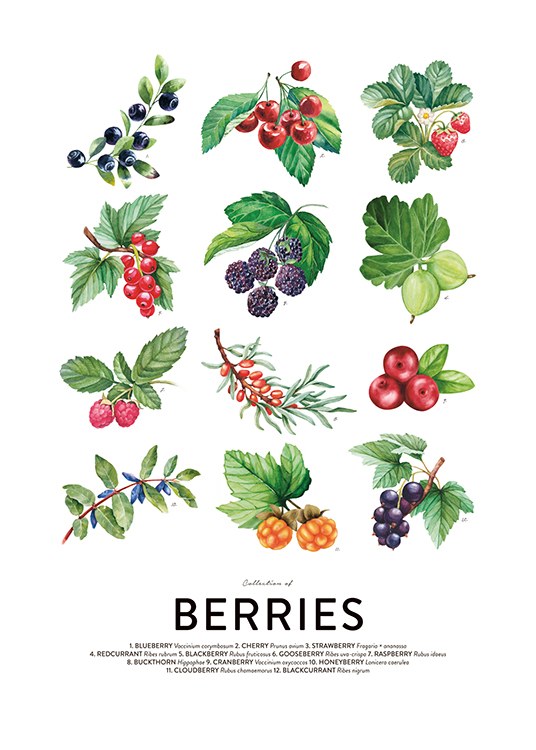 Berries, Plakat