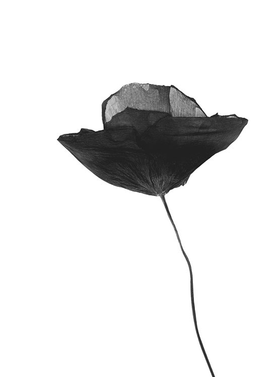 Black Poppy Flower, Plakat / Blomster hos Desenio AB (8629)