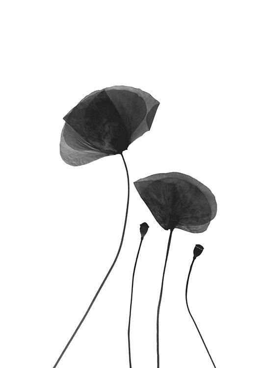 Black Poppy Flowers, Plakat / Svarthvitt hos Desenio AB (8630)