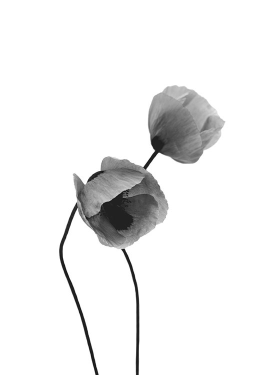 Grey Poppy Flowers, Plakat / Svarthvitt hos Desenio AB (8631)