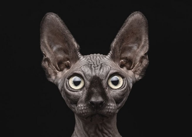 Sphynx Cat Plakat