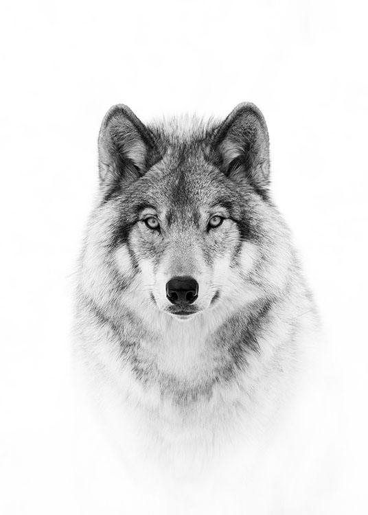 Wolf Plakat / Svarthvitt hos Desenio AB (8693)