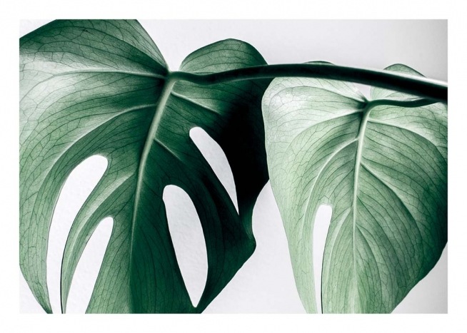 Monstera Two Plakat